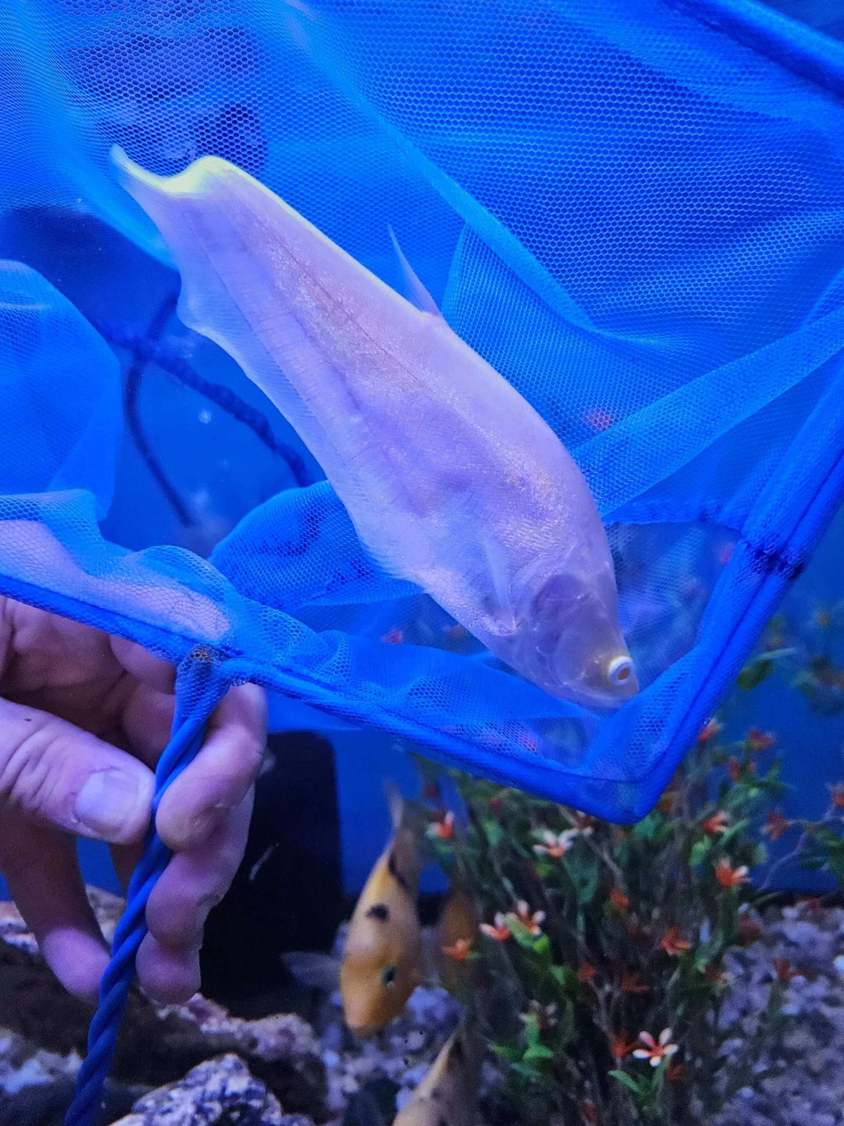 Albino Clown Knife – Chitala Ornata