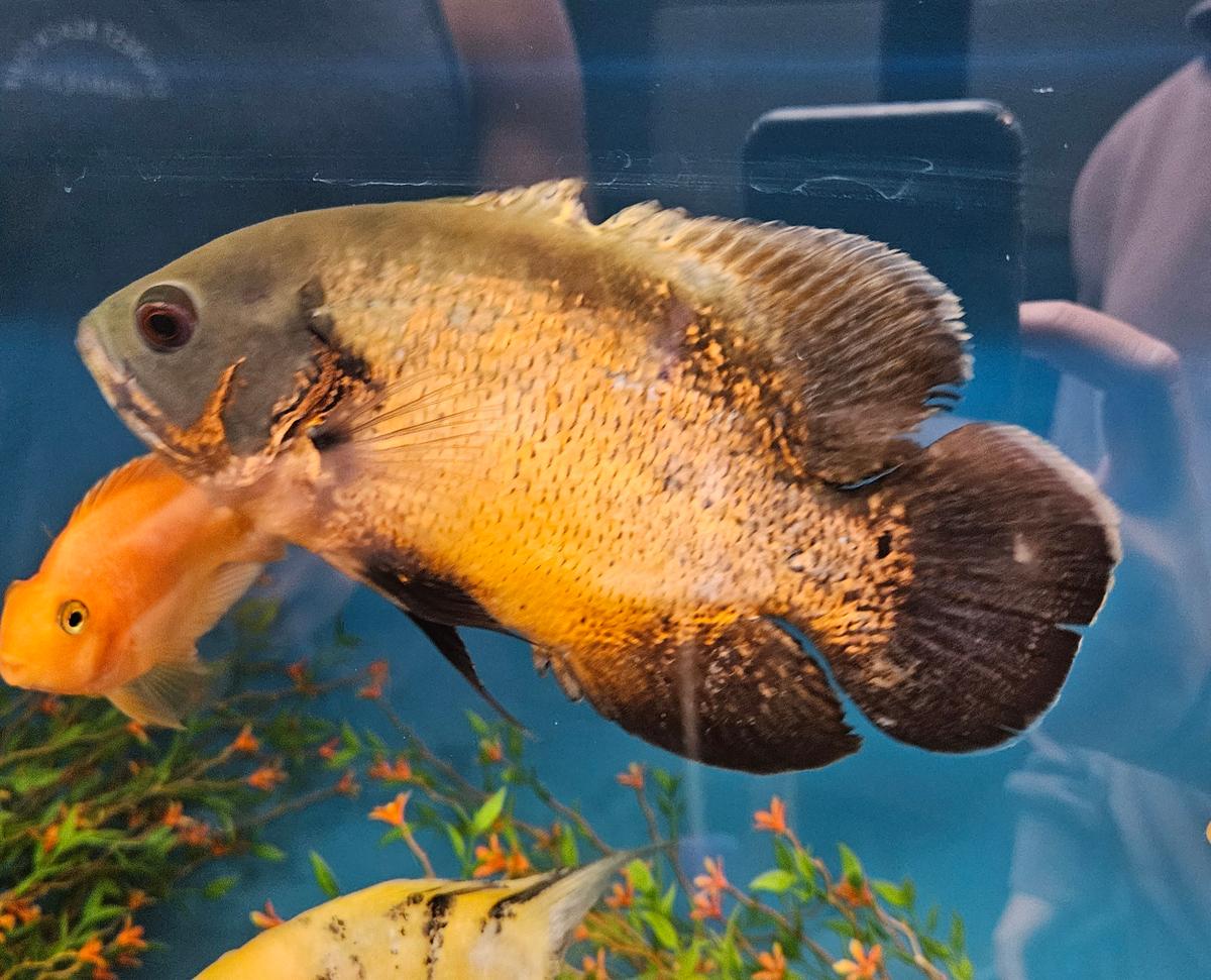 Copper Oscar – Astronotus Ocellatus (Multiple Sizes)