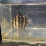 Tiger Scat Fish swimming in a freshwater aquarium environment