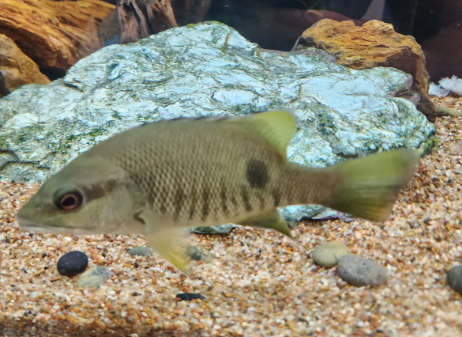 New Guinea Golden Snapper - Anchor Aquarium NJ