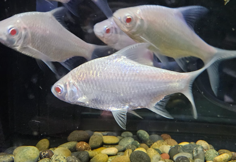 Platinum Tinfoil Barb – Barbonymus Altus - Anchor Aquarium NJ