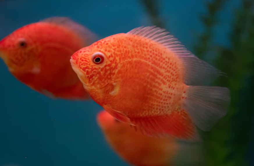 Super Red Spot Gold Severum - Anchor Aquarium NJ