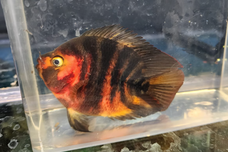 Super Red Tiger Parrot Cichlid - Anchor Aquarium NJ