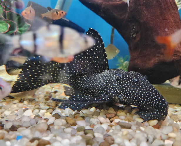 Vampire Pleco Galaxy Pleco – Leporacanthicus - Anchor Aquarium NJ