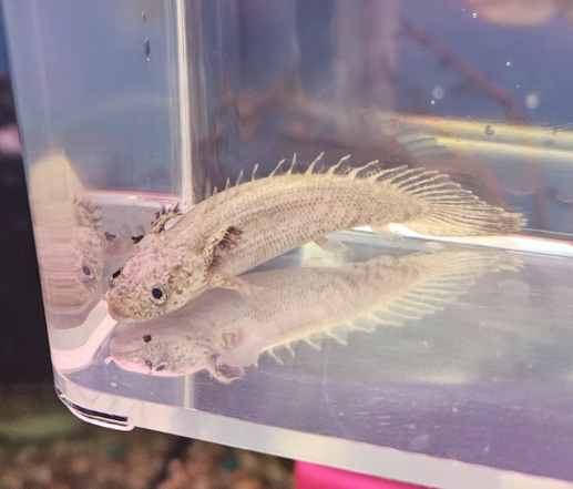 Platinum Endlicheri Bichir 5 Reasons You ll Love It