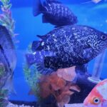 Coal Grunter fish in freshwater tank