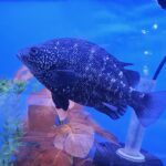 Coal Grunter fish - Australian native