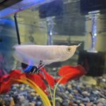 Close-up of Albino Arowana