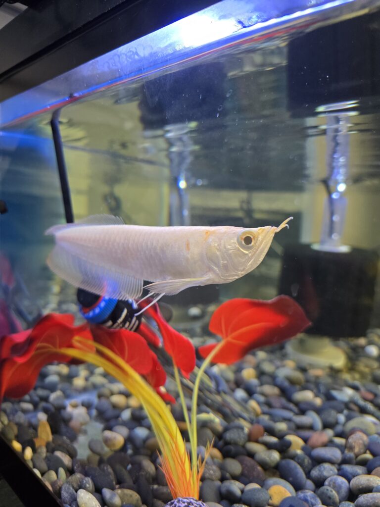 Albino Silver Arowana side view