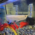 Albino Arowana in aquarium setup