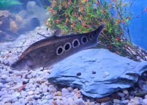Clown Knife fish - slender body