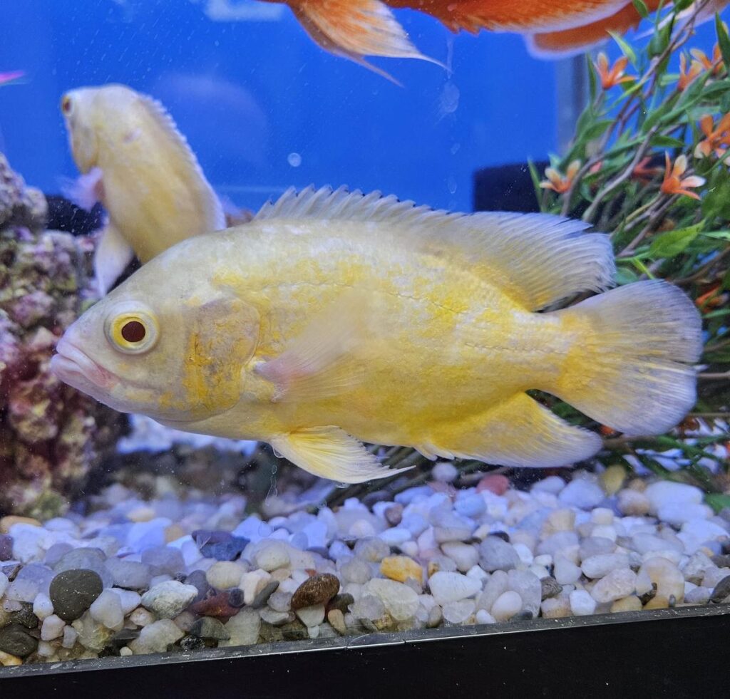 Close-up of a Lemon Oscar Baby showcasing its vivid yellow and orange patterns