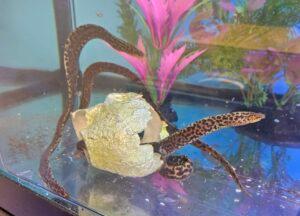 Freshwater Moray Eel