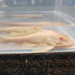 Detailed image of Albino Sailfin Gibbiceps Pleco