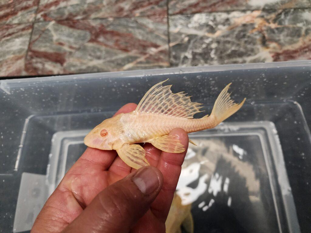 Albino Sailfin Gibbiceps Pleco with distinct white body and sailfin