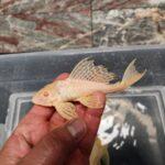 Albino Sailfin Gibbiceps Pleco with distinct white body and sailfin