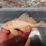 Albino Sailfin Gibbiceps Pleco showcasing