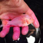 Detailed view of Albino Geophagus Heckelii highlighting