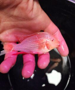 Detailed view of Albino Geophagus Heckelii highlighting