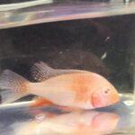 Albino Geophagus Heckelii in a medium-sized aquarium