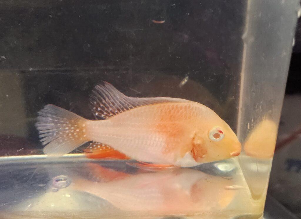 Albino Geophagus Heckelii showcasing stunning coloration