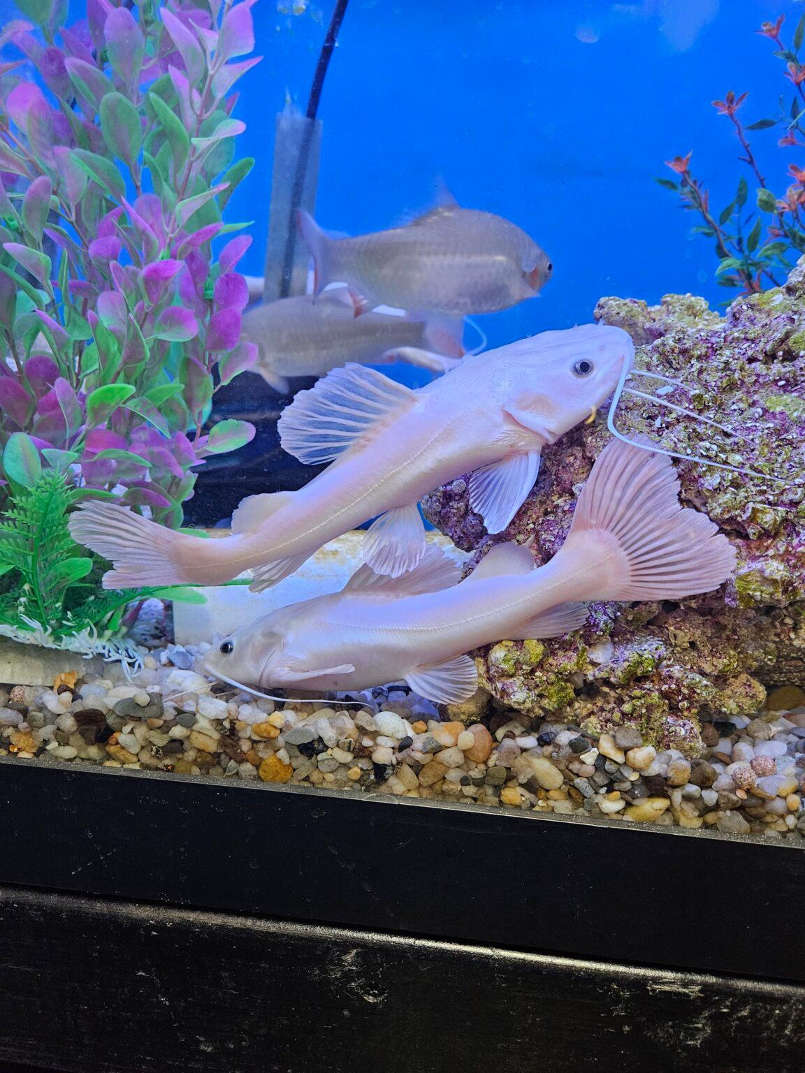 Phantom Rtc Phantom Redtail Catfish For Sale Online – Anchor Aquarium Freshwater ...