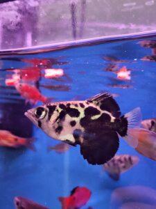 Burmese Clouded Archer