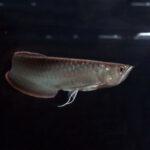 Black Arowana fish close-up - Osteoglossum ferreirai