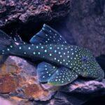 Blue Phantom Pleco L128, freshwater fish with blue-gray body and baby blue spots"