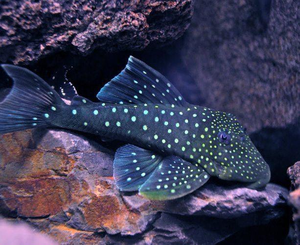 Blue Phantom Pleco L128, freshwater fish with blue-gray body and baby blue spots"