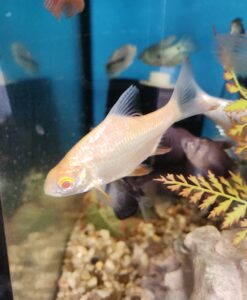 Albino Golden Tinfoil Barb – Barbonymus Schwanenfeldii