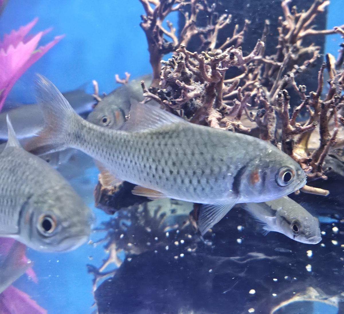 Red Cheek Java Barb For Sale Online – Anchor Aquarium NJ