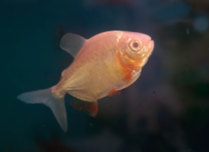 Albino Red Belly Pacu, a hardy and active freshwater fish
