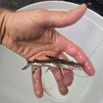 Close-up view of the Tiger Shovelnose Catfish emphasizing its bold stripes and streamlined fins