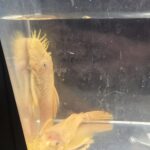 Blue Eye Phantom Bushynose Pleco swimming gracefully in a freshwater aquarium