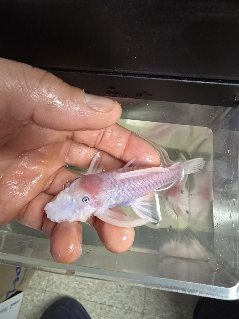 Blue Eye Phantom Bushynose Pleco with vibrant blue eyes, ideal for algae control in freshwater aquariums