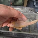 Short Albino Pleco with sailfin