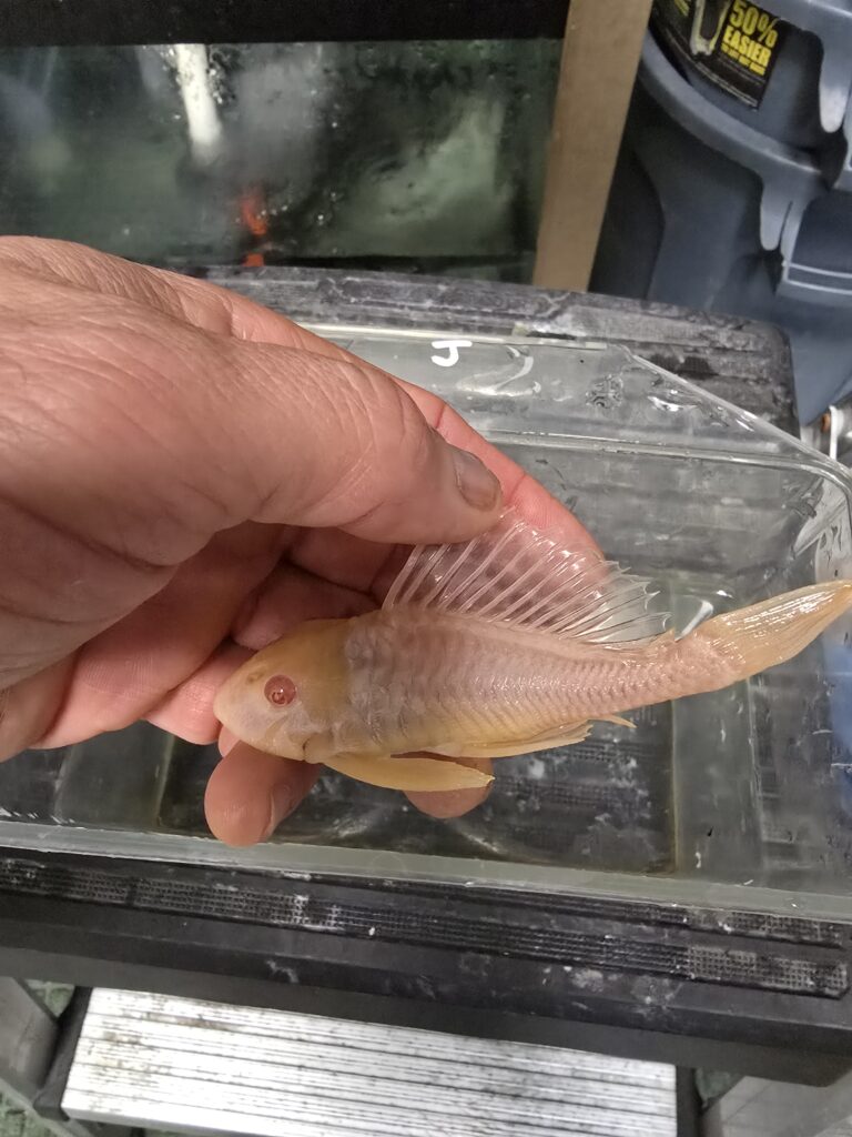 Short Albino Pleco with sailfin