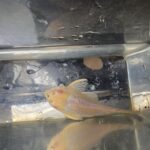 Short Body Albino Pleco feeding