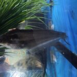 African Grass Cutter Catfish swimming actively in a large aquarium.