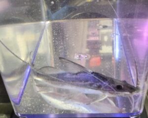 Jumper Catfish