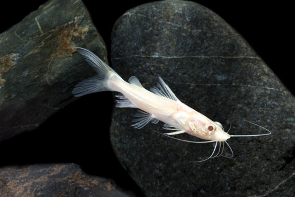 Albino Asian Redtail Catfish: Exotic Freshwater Fish For Aquariums Albino Asian Redtail Catfish: Exotic Freshwater Fish For Aquariums - Anchor Aquarium Nj