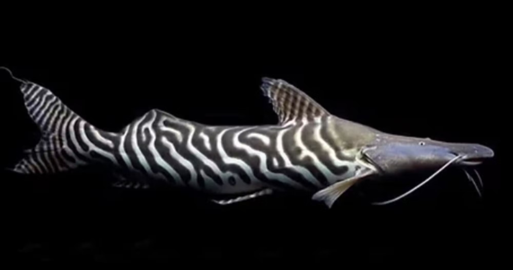 Exotic Freshwater Fish For Aquariums: A Beginner’s Guide To Rare And Unique Species Tigrinus Catfish