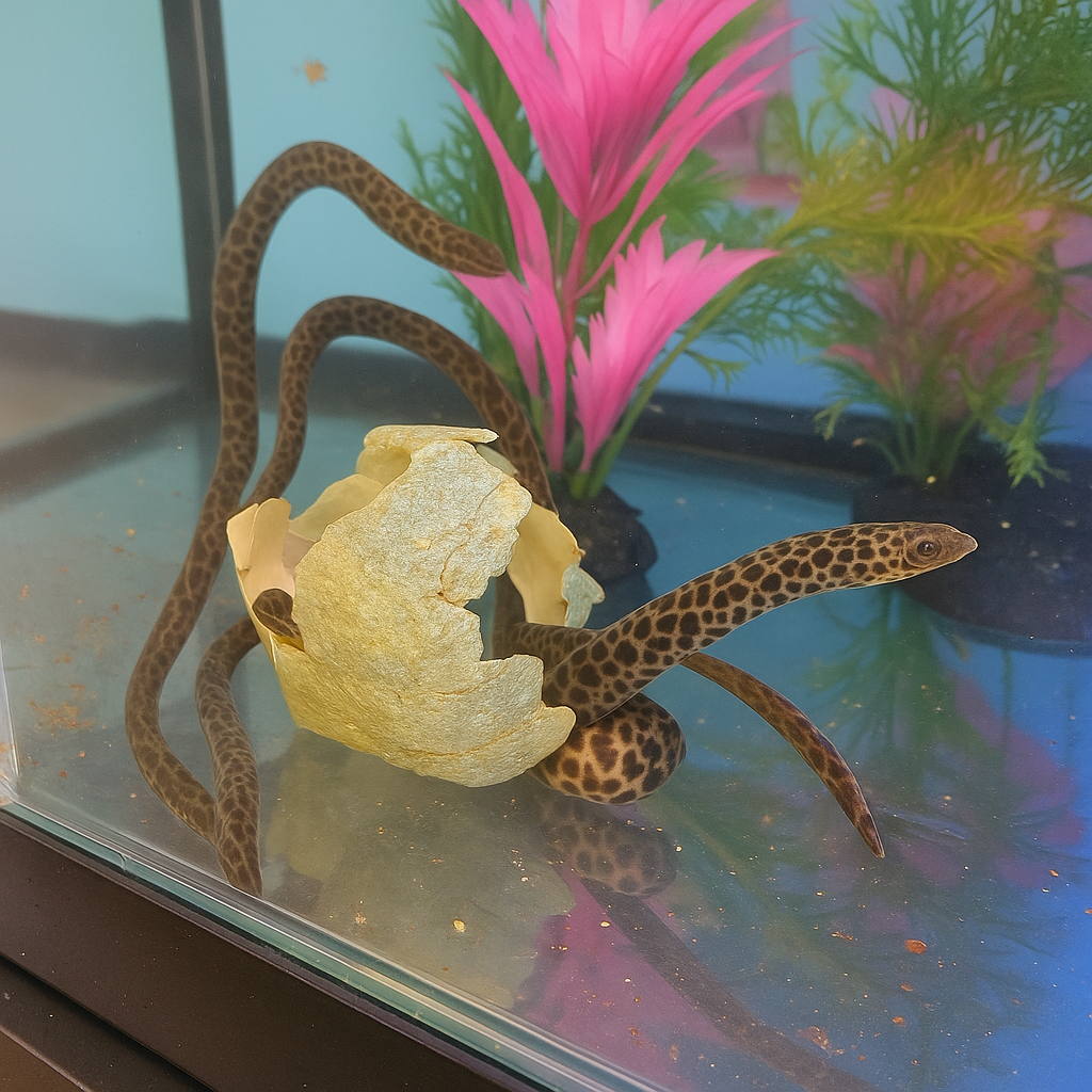 Best Freshwater Predator Fish For Home Aquariums (And How To Care For Them) Home Aquariums