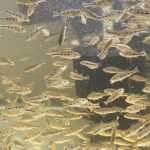 A close-up of a sick aquarium fish showing symptoms of common diseases, with a clean and well-maintained tank in the background. Learn how to treat common aquarium fish diseases effectively.
