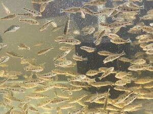 A close-up of a sick aquarium fish showing symptoms of common diseases, with a clean and well-maintained tank in the background. Learn how to treat common aquarium fish diseases effectively.
