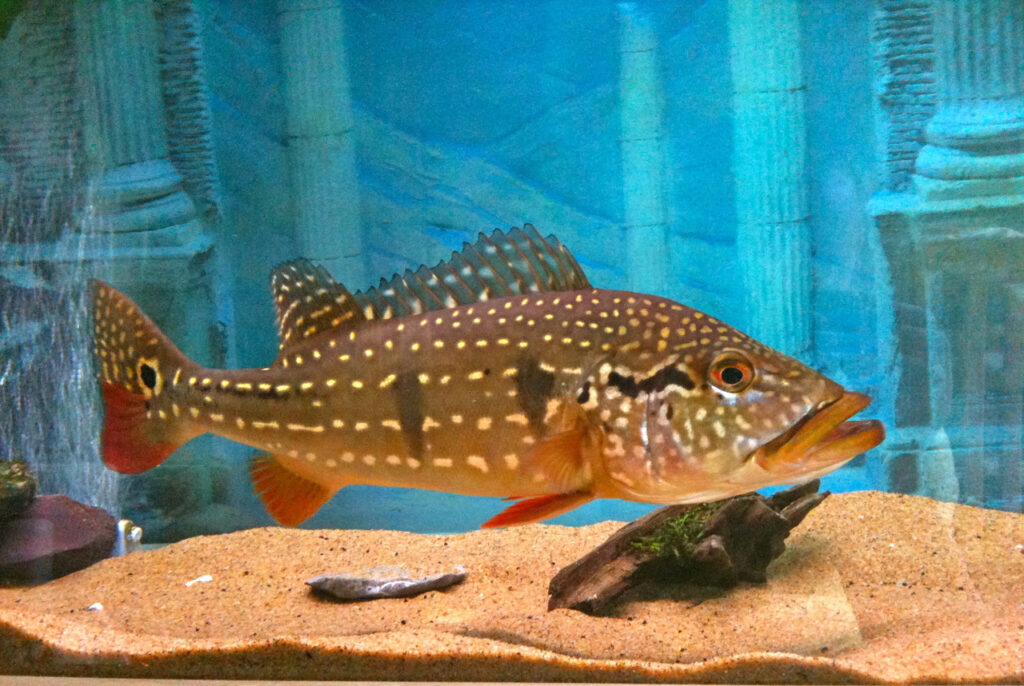 Best Freshwater Predator Fish For Home Aquariums (And How To Care For Them) Best Freshwater Predator Fish For Home Aquariums