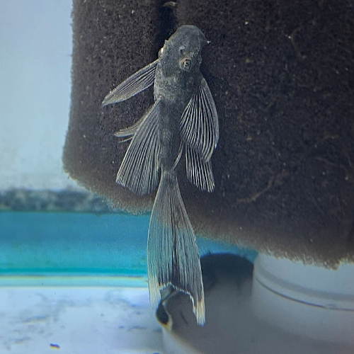 lf green phantom pleco