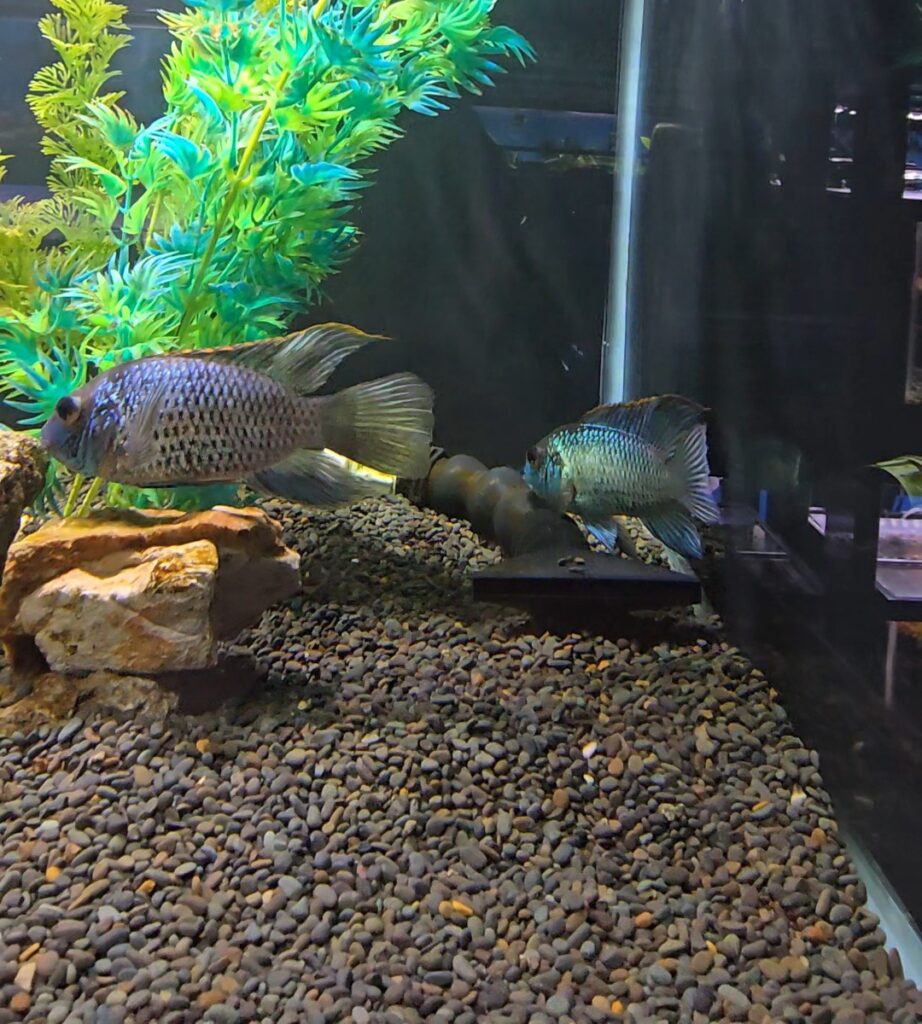 20260320 173357 1(1)