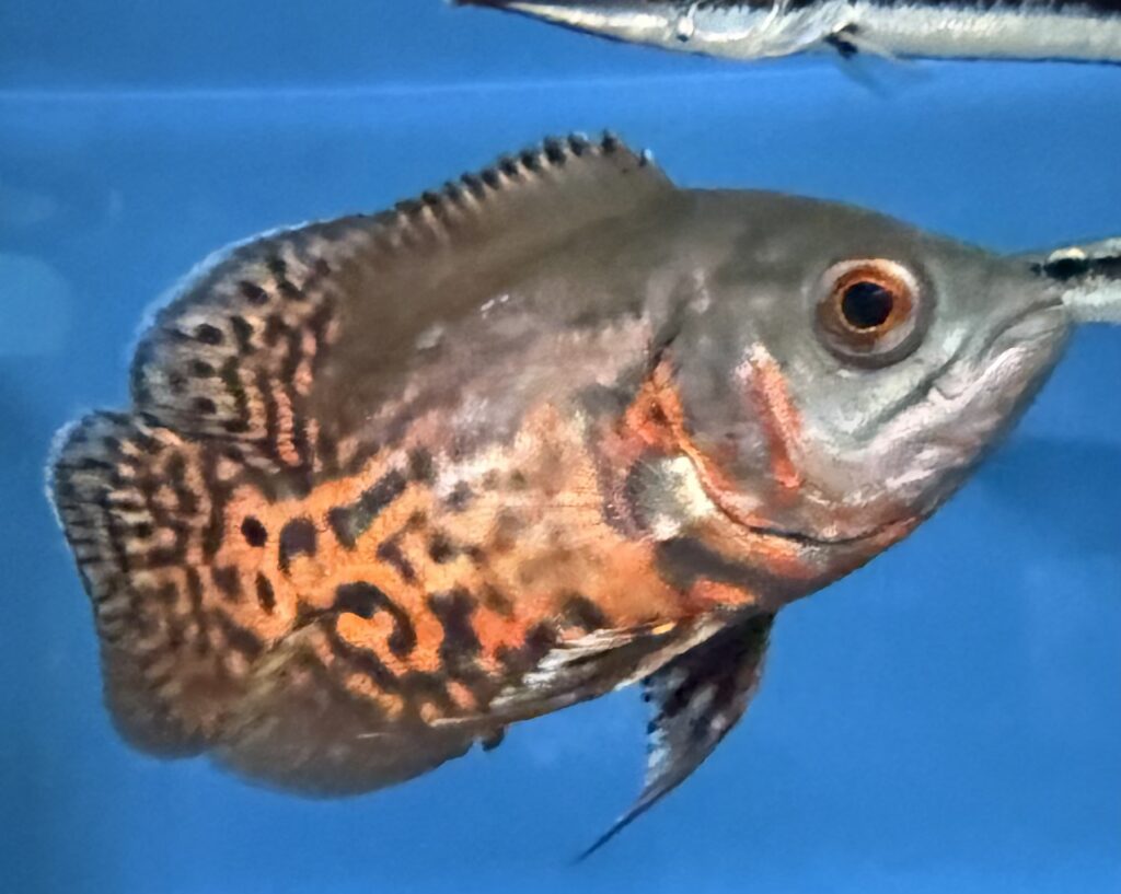 Black Nemo Oscar 1024x817